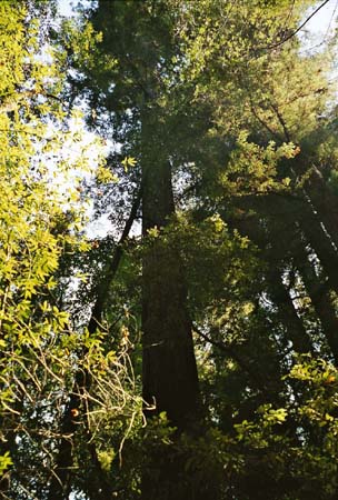 redwoods