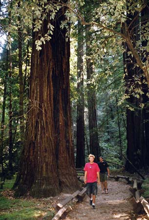 redwoods2